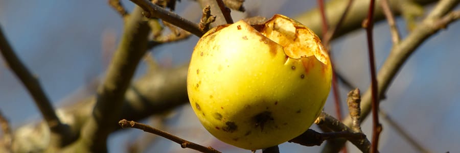 Tuintips Oktober Fruit en Vogels