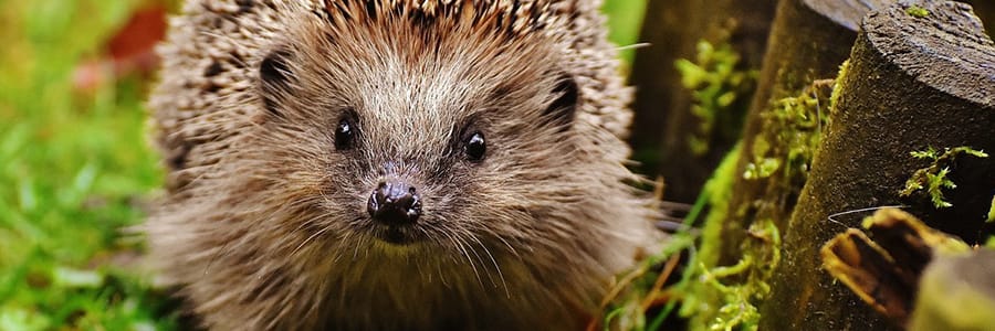 tuintips oktober egels in de tuin