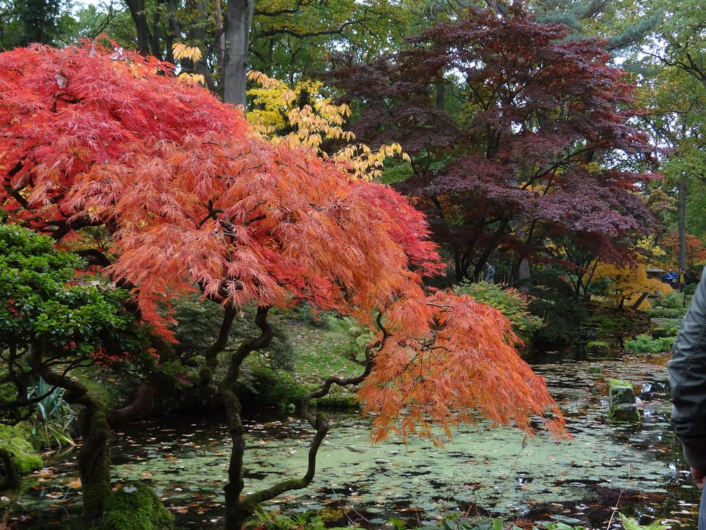 Japanse Esdoorn 2025