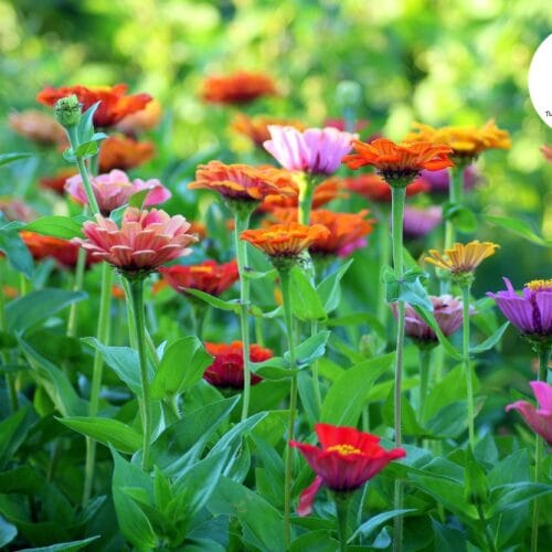 tuinonderhoud in het Voorjaar