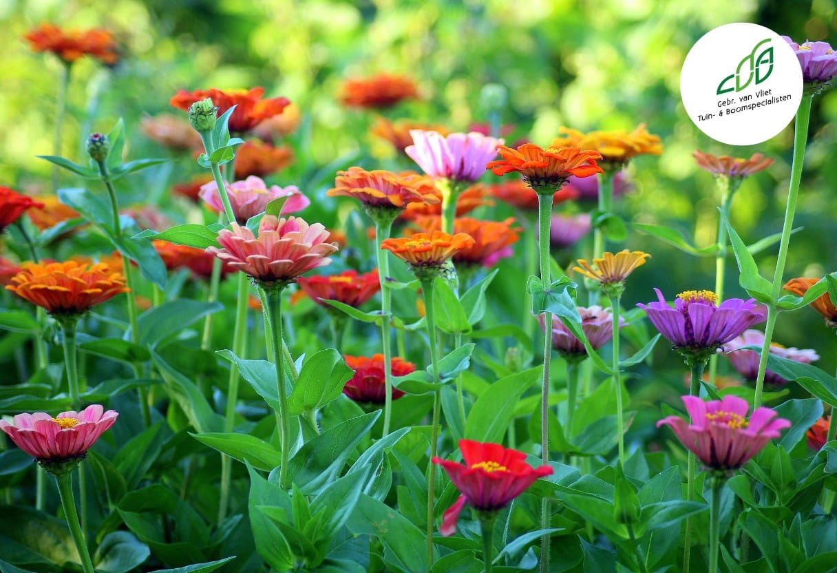 8 Stappen voor tuinonderhoud in het Voorjaar voor een gezonde tuin?