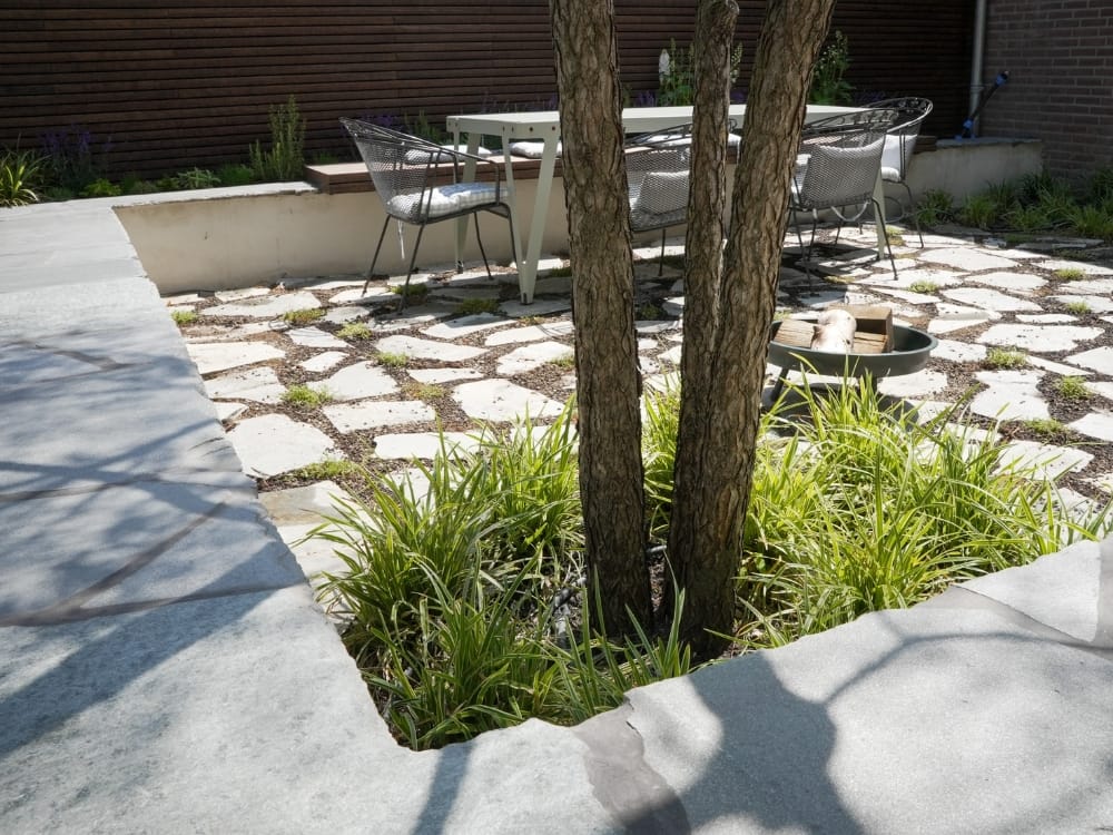 Valse Christusdoorn (Gleditsia triacanthos)